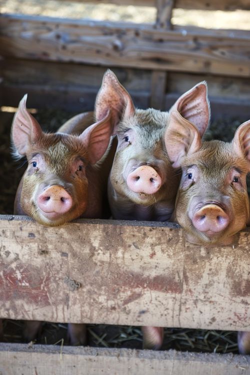 豬養(yǎng)殖與互聯(lián)網(wǎng)文化的視覺(jué)傳播 圖片資源合法使用指南